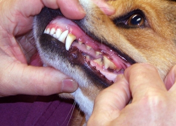 Dog Receiving Treatment at the VMTH for its Teeth Dog Receiving Treatment at the VMTH for its Teeth